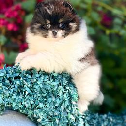 Wonda - Tri-colored female Pomeranian puppy in Stockton, California from Pommiepalace