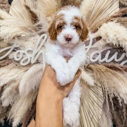 Raphael - Parti male Goldendoodle puppy in Pearland, Texas from Posh Paws Puppies