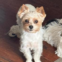 Sugar - Yorkshire Terrier