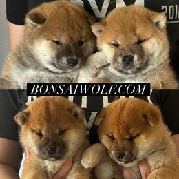 Shiba Inu and Shikoku Puppies from Bonsai Wolf Japanese Dogs