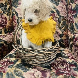 Goldendoodle Puppies from Peachy Pine Goldendoodles