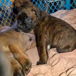 Green - Brindle female Boxer puppy in Titusville, Pennsylvania from Perry Hill Bullies