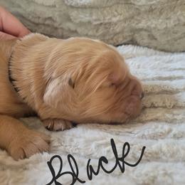 Black collar - Golden male Golden Retriever puppy in Brush Prairie, Washington from Paradise Peaks