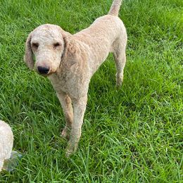 Simba - Goldendoodle
