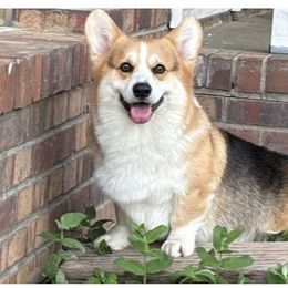 Pembroke Welsh Corgi puppies from Rollnoaks & Cottontail AKC Pembroke Welsh Corgis