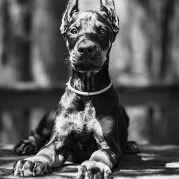 Pink Girl - WOR NAGAINA - Black and rust Doberman Pinscher puppy in Old Bridge, New Jersey from Wizard Ost Revolution kennel