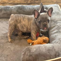 Pink collar - Blue fawn female French Bulldog puppy in Livingston, Texas from Drake Home Frenchies