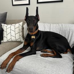 Dante - Black and rust male Doberman Pinscher puppy in Centralia, Missouri from TopSpots Farm