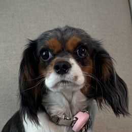 ELODIE - Cavalier King Charles Spaniel