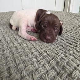 Mint Boy - Liver and white male German Shorthaired Pointer puppy in Nampa, Idaho from Heart Mountain Cavaliers & Floating Feathers Kennel