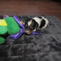 Girl 4 - female Dachshund puppy in Harvard, Illinois from Lori's Cavalier King Charles Spaniels & Dachshunds