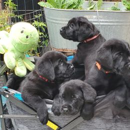 Labrador Retriever Puppies from Labs4Ever Labradors