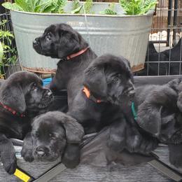 Labrador Retriever Puppies from Labs4Ever Labradors