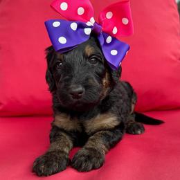 Noodle - Phantom female Bernedoodle puppy in Macon County, North Carolina from Mountain Doodles