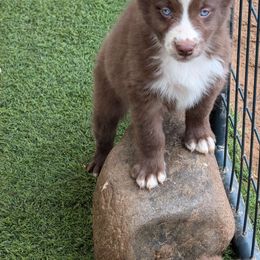 Megatron - Australian Shepherd puppy from A&M Australian Shepherds