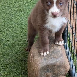 Megatron - Australian Shepherd puppy from A&M Australian Shepherds
