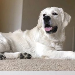 Ellie - Golden Retriever
