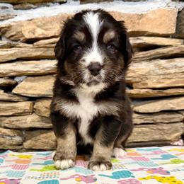 Leo - Black tri-color male Australian Shepherd puppy in Red Springs, North Carolina from Julia Rose Ranch