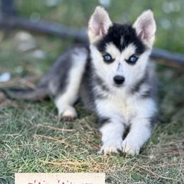 Canary - Black and white female Pomsky puppy in Lewiston, Minnesota from Family Pomsky