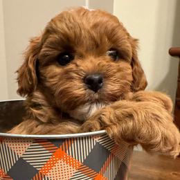 Bianca - Red female Cavapoo puppy in Tennessee from MoonBeam Pups