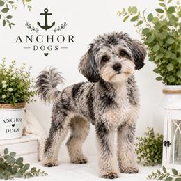 Millie - Shihpoo
