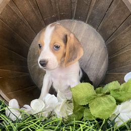 Boy 5 - male Beagle puppy in Katy, Texas from Houston’s Howlin’ Hounds