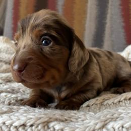 Dapple Boy 1 - Dapple male Dachshund puppy in Mesa, Arizona from Ruby Desert Doxies