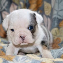 Jolly - Blue tri-color female Bulldog puppy in Zionsville, Indiana from Midwest Bulldogs