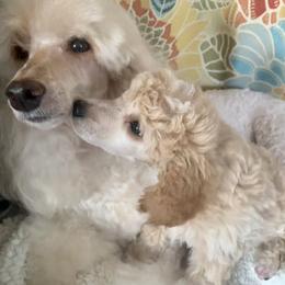 Poodle Puppies from Merrily Miniature Poodles
