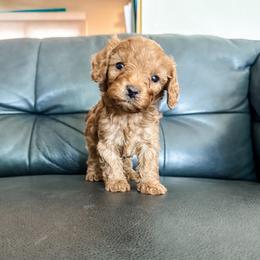 Reef - Red male Cavapoo puppy in Saint George, Utah from Fitzdoodles