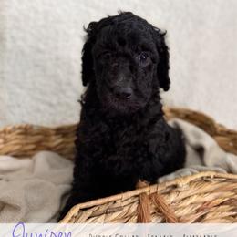 Purple girl - Black female Goldendoodle puppy in Carthage, Tennessee from Willows Doodles