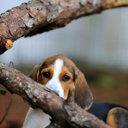 American Foxhound and American Staffordshire Terrier Puppies from Whitlow Kennel