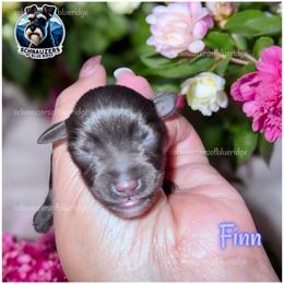 Finn - Liver male Miniature Schnauzer puppy in Spruce Pine, North Carolina from Schnauzers of Blue Ridge