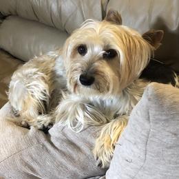 Ginger - Yorkshire Terrier