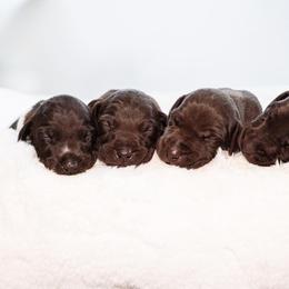 German Shorthaired Pointer Puppies from Hardwood Kennels