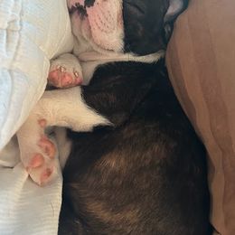 Boston Terrier Puppies from Bethelbreeders