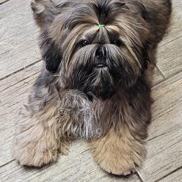 Nash - Red male Shih Tzu puppy in Sanger, California from Hillsides Shih-Tzu