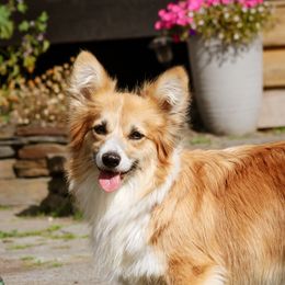 Billie - Pembroke Welsh Corgi