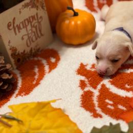 Luna - Cream female Chihuahua puppy in Seneca, Missouri from Stephanie’s Puppy Colony