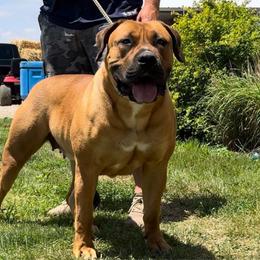 Xena - Boerboel