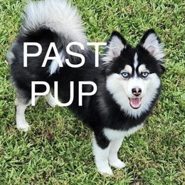 Pomeranian and Pomsky All Grown Up from High Quality Pomeranians