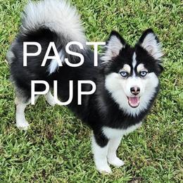 Pomeranian and Pomsky All Grown Up from High Quality Pomeranians