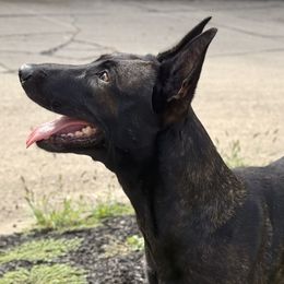Doberman Pinschers and Dutch Shepherds from Crosspointe Canines; Home of Karmic Doberman Pinschers & Stellar Dutch Shepherds