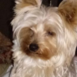 Emmy - Yorkshire Terrier