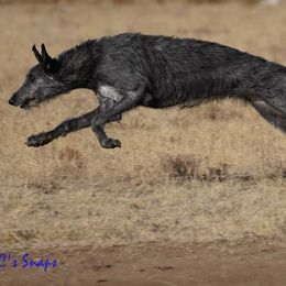 Scottish Deerhounds from Blue Moon Scottish Deerhounds