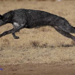 Scottish Deerhounds from Blue Moon Scottish Deerhounds