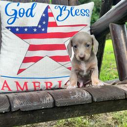 Sonny - Fawn (Isabella) male Dachshund puppy in Tulsa County, Oklahoma from Willow Creek Miniature Dachshunds