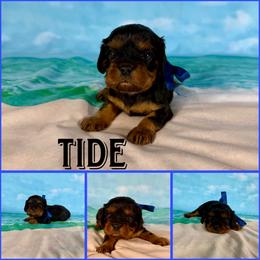 Tide - Black and tan male Cavalier King Charles Spaniel puppy in De Pere, Wisconsin from Rose Garden Kennels