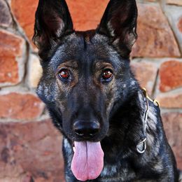 Allegra - German Shepherd