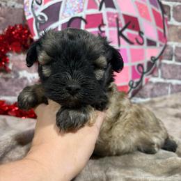 Boomer - Salt and pepper male Miniature Schnauzer puppy in Lufkin, Texas from C&K’s Schnauzer House